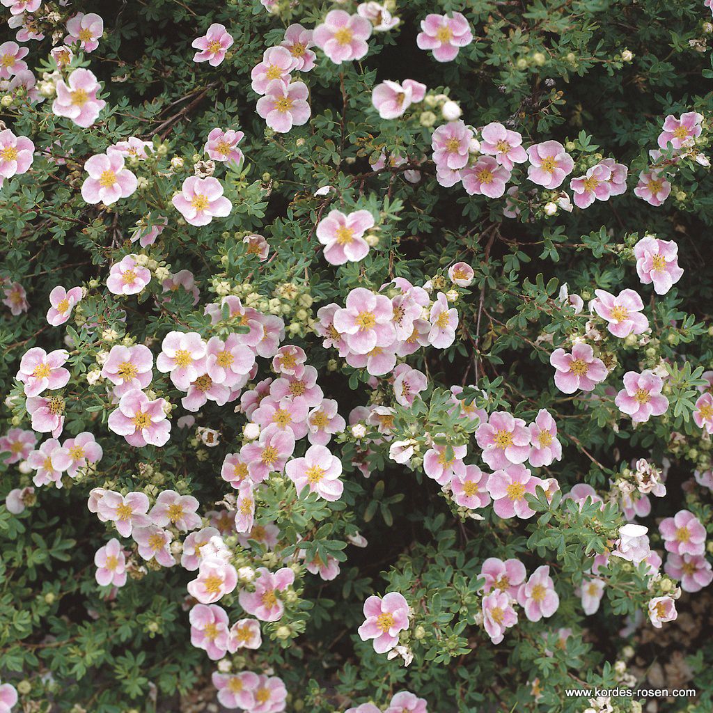 Potentilla fruticosa 'Princess'